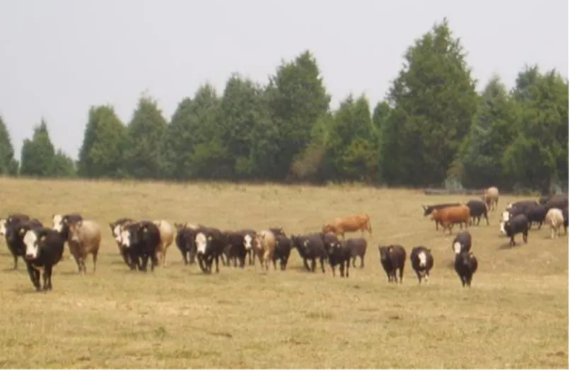 Cattle grazing in a field.