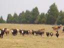 A herd of cattle stands and grazes in an open pasture bordered by trees in a rural landscape.