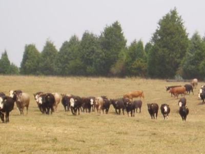 A herd of cattle stands and grazes in an open pasture bordered by trees in a rural landscape.