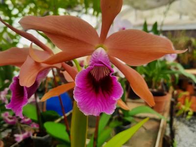 Cattleya tenebrosa