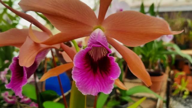 Cattleya tenebrosa