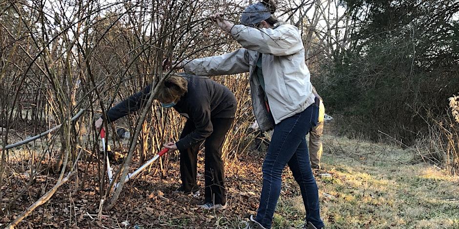 people pruning blueberry plants
