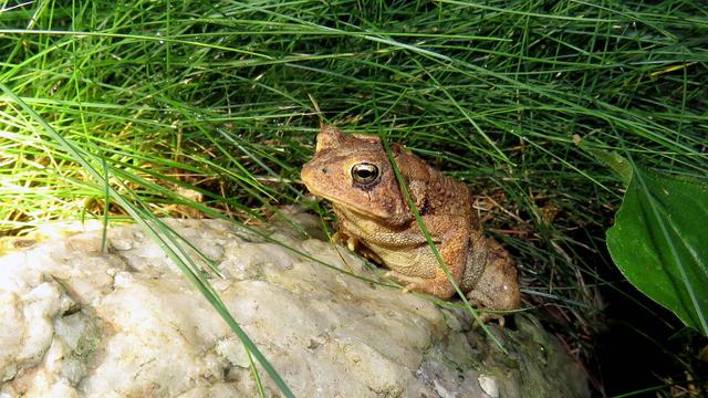 American toad on a white rock next to long grass blades