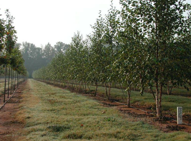 rows of river birch in a tree farm nursery field