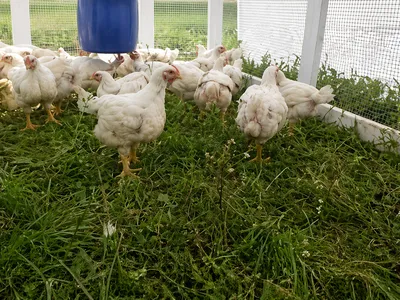 broilers