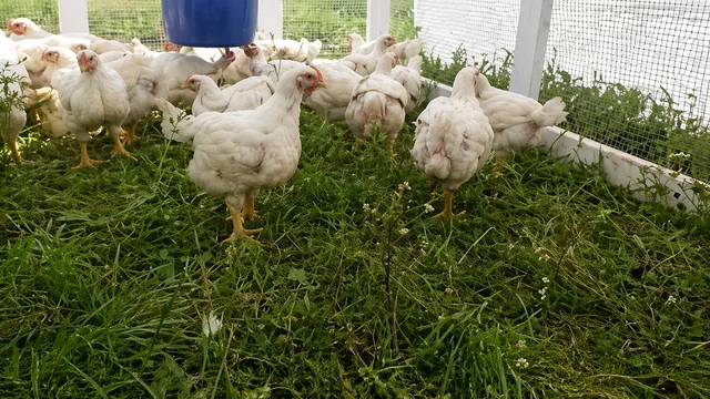 broilers