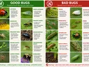 ChatGPT Image May 7, 2026 good bug bad bug