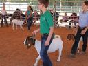 Youth leading goats around show arena at livestock show