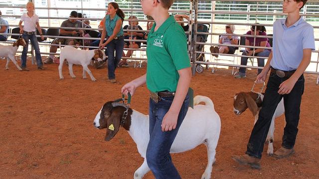 Youth leading goats around show arena at livestock show