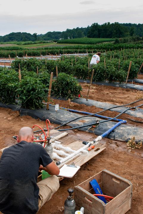 Person adjusting chemigation setup in tomato field with people working on plants in background
