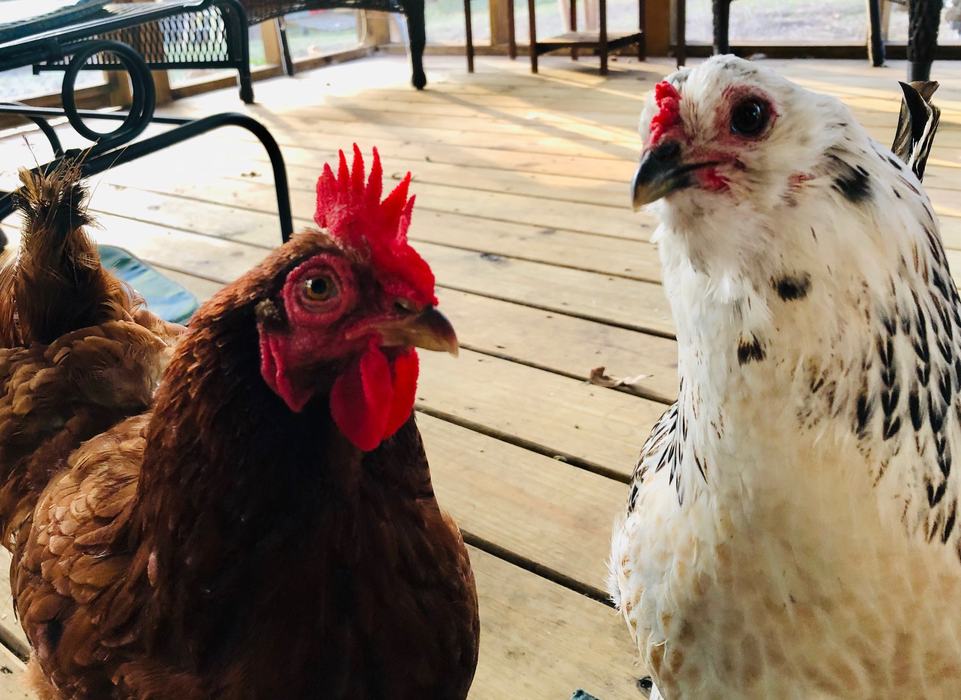 Pictured are a Rhode Island Red and an Americauna