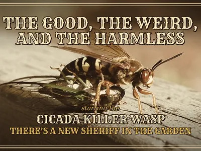 Cicada wasp