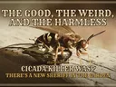 Cicada wasp