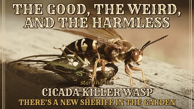 Cicada wasp