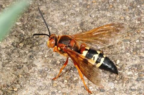 cicada killer and cicada