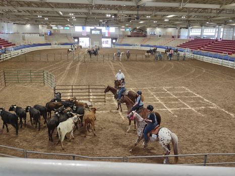 Youth working cattle at the West District 4-H Horse Clinic