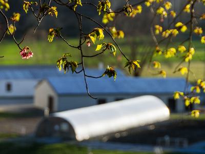 Budding trees with greenhouse and other buildings in background