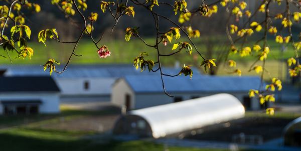 Budding trees with greenhouse and other buildings in background