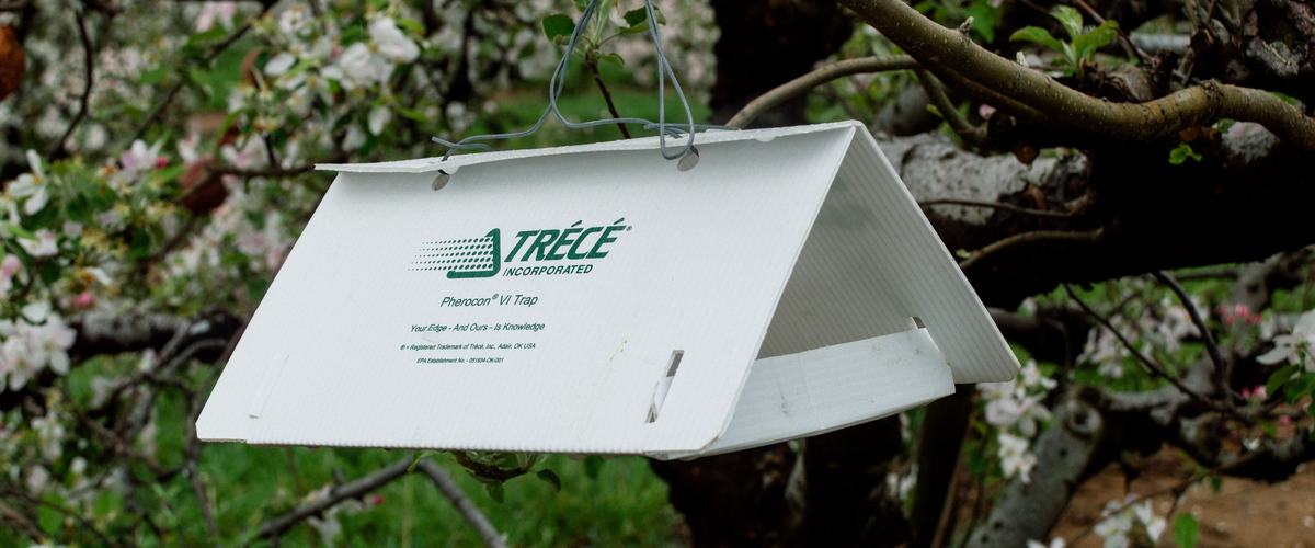 Delta-style insect trap in apple tree during bloom
