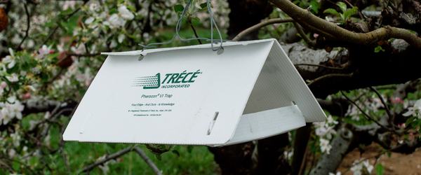 Delta-style insect trap in apple tree during bloom