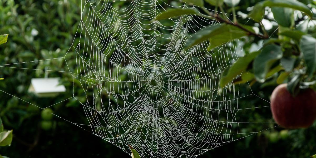 Spider web and insect trap in an apple orchard