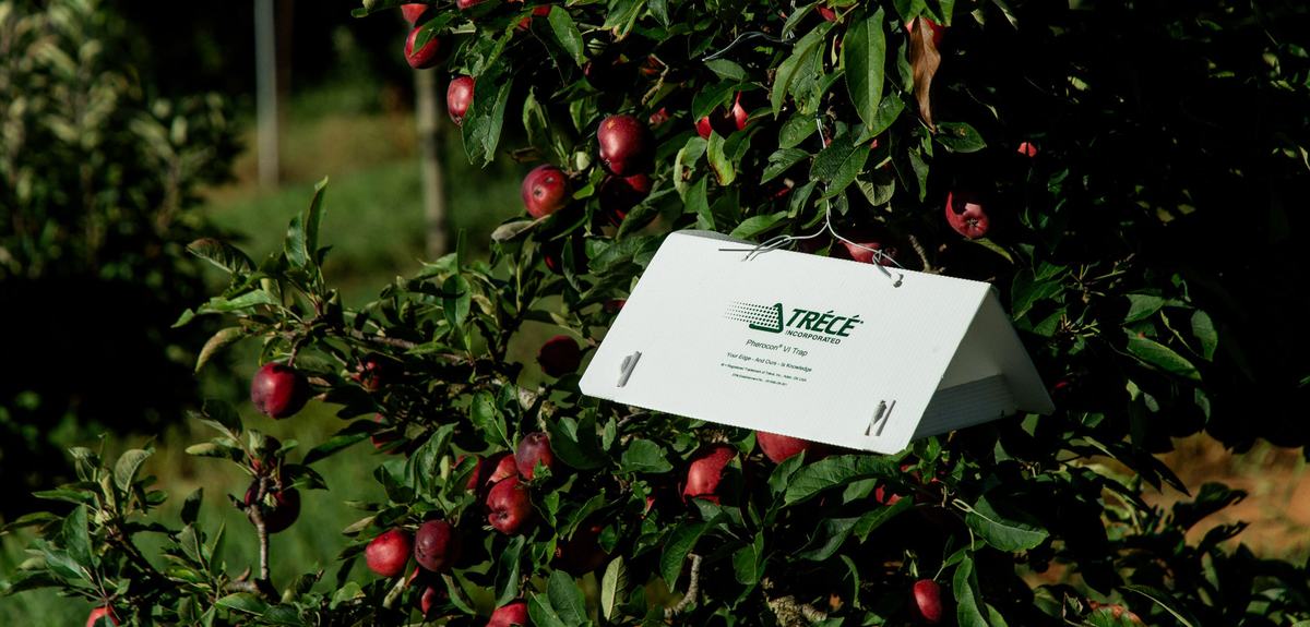 White insect trap in apple tree