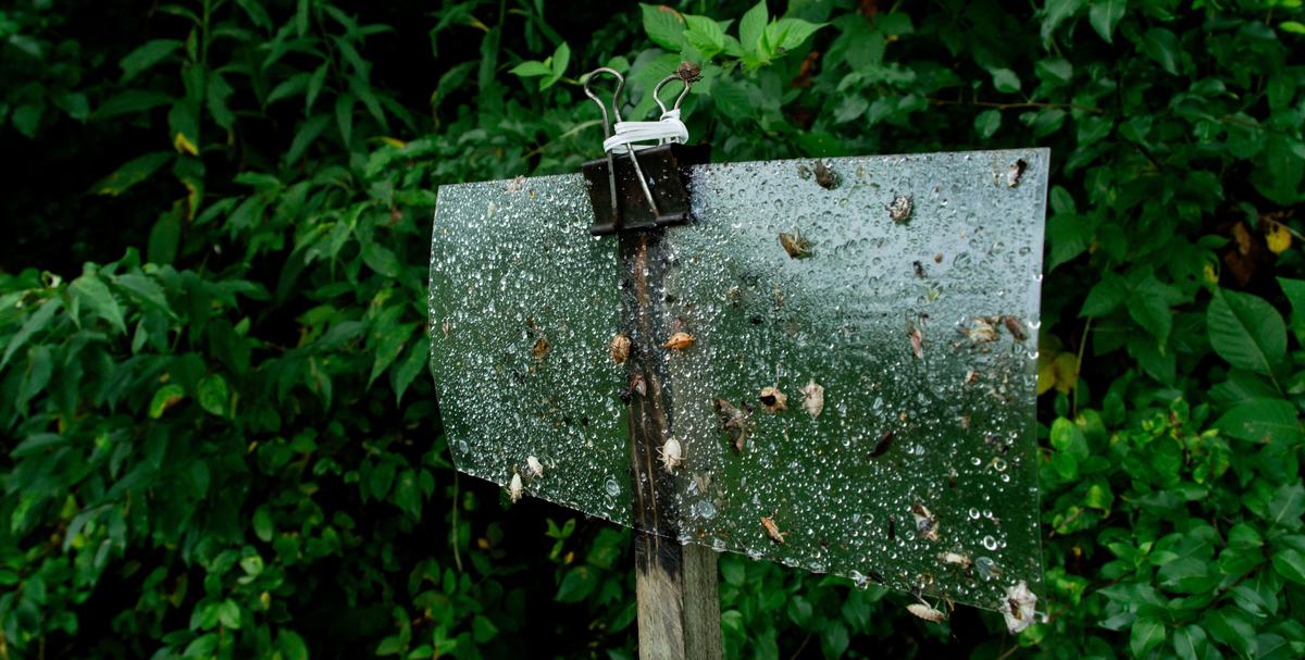 Sticky card trap with brown marmorated stink bugs and other insects on it