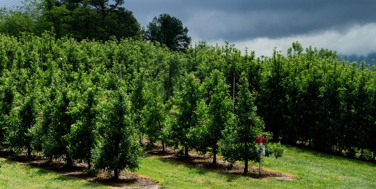 Apple orchard