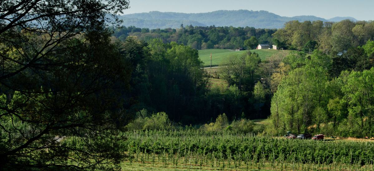 View of mountains with apple orchard in foreground