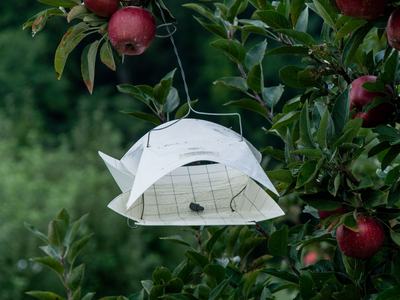 Wing-style insect trap