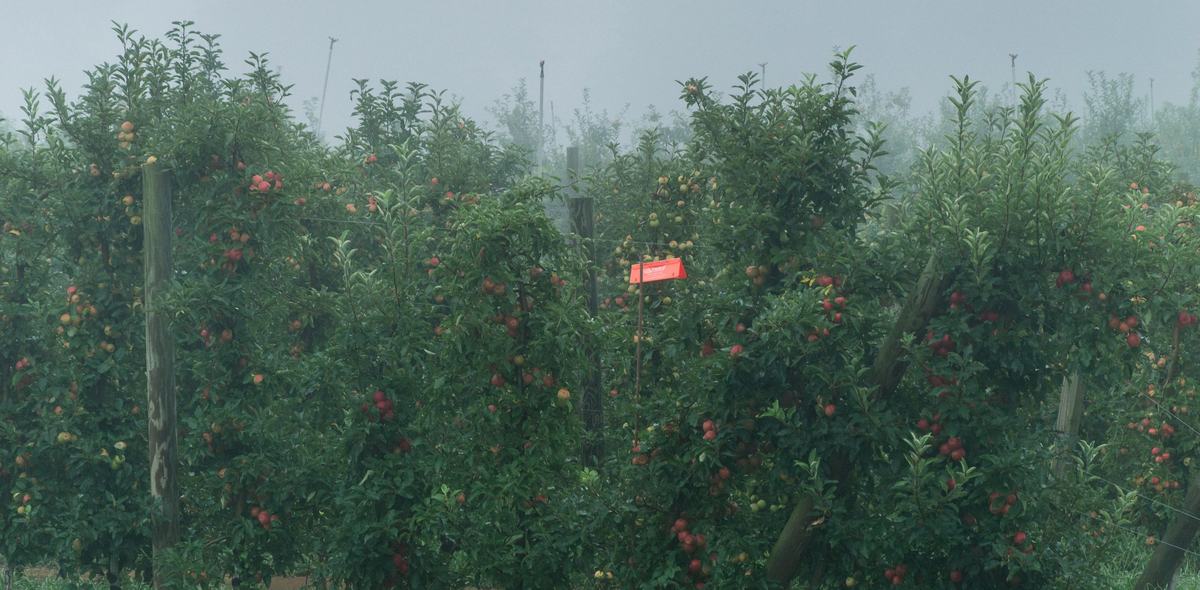 Apple orchard with orange insect trap in the trees