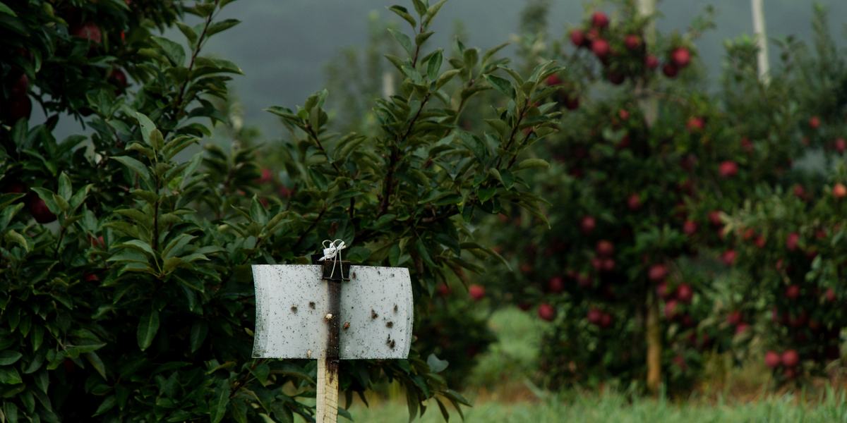 Sticky insect trap in apple orchard