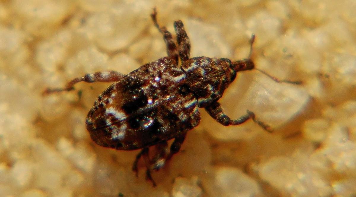 Close-up of brown weevil (plum curculio) on sandy soil