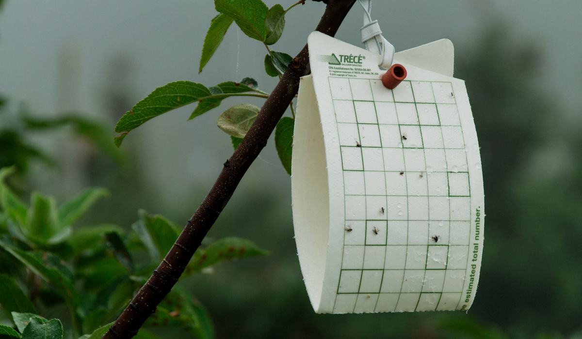 Mnb Insect wnc-orchard-insect-pest-populations-june-1-2026 - Southern Appalachian ...