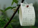 Rectangular sticky insect trap in an apple tree