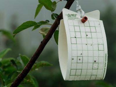 Rectangular sticky insect trap in an apple tree