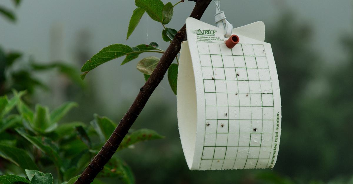 Rectangular sticky insect trap in an apple tree