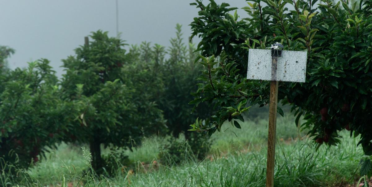 Stink bug sticky trap in apple orchard