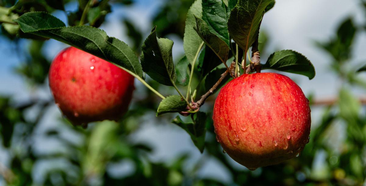 Two apples on tree in orchard