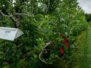 White plastic insect trap in row of apple trees