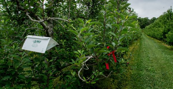 White plastic insect trap in row of apple trees