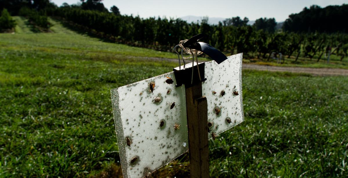 Stink bug sticky card trap in apple orchard