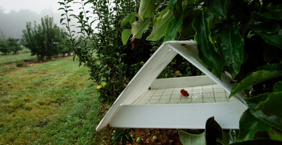 White plastic insect tent trap in an apple orchard