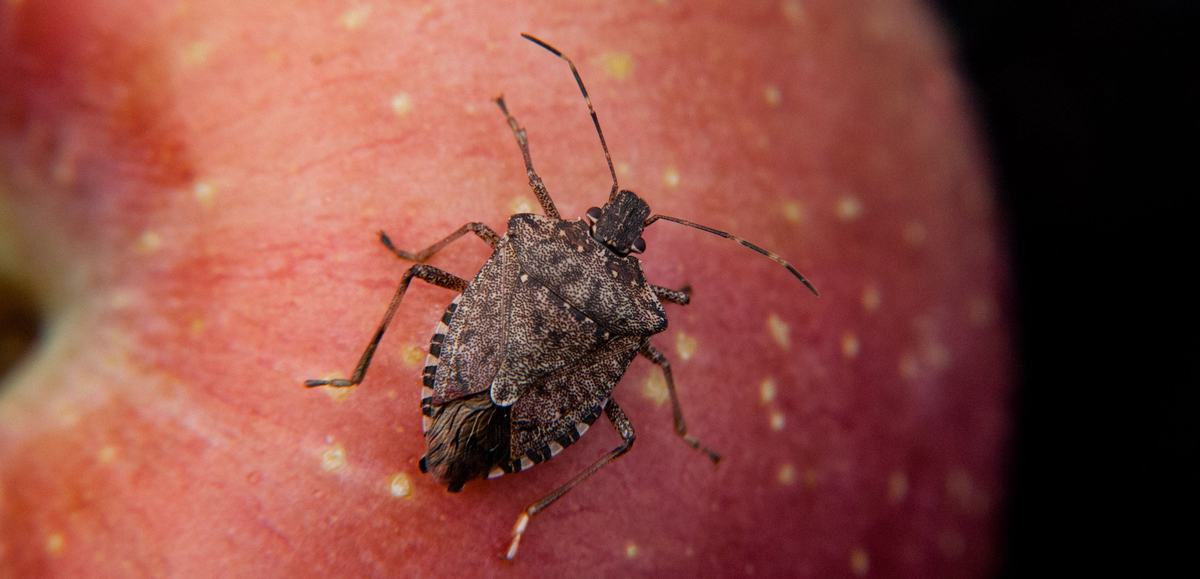 Brown marmorated stink bug on an apple