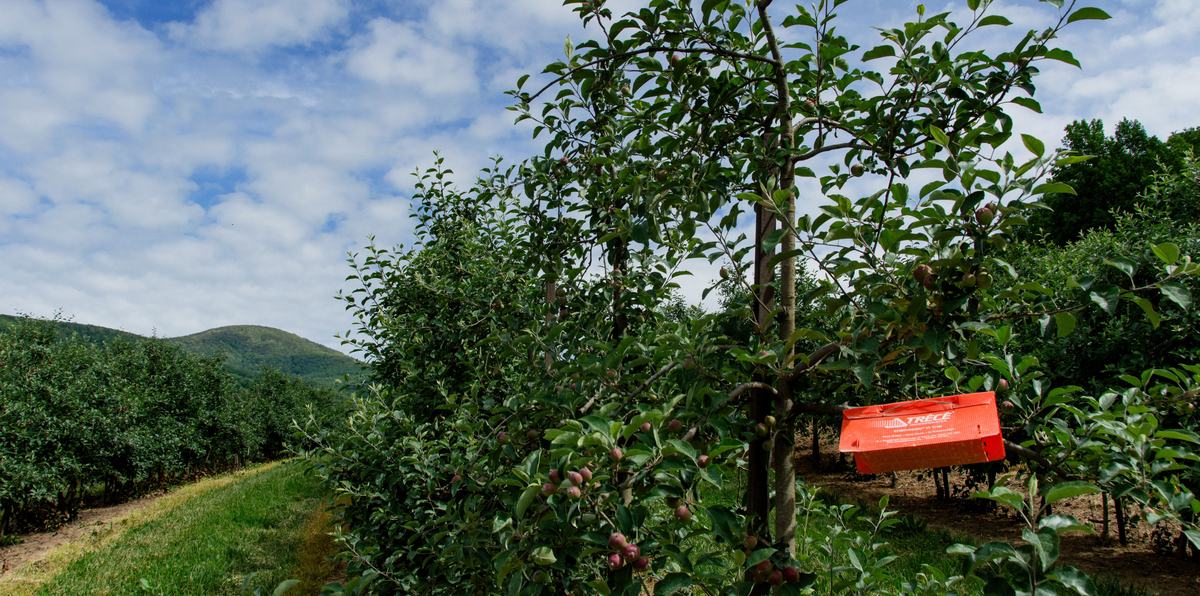 Orange coroplast insect trap in apple orchard