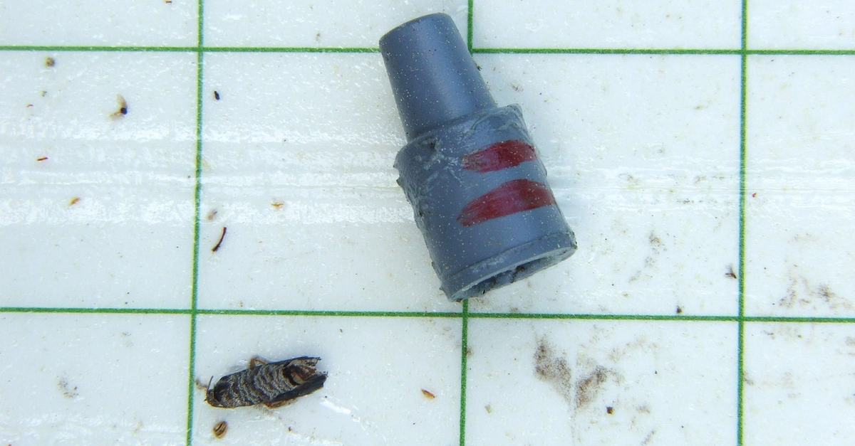 Codling moth synthetic lure in sticky insect trap, with captured codling moth