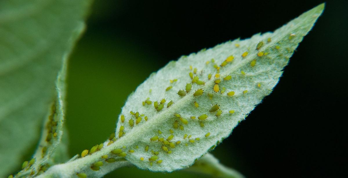Small green aphids on an apple leaf