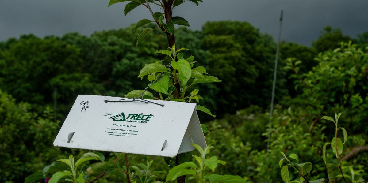 White tent insect trap in apple orchard