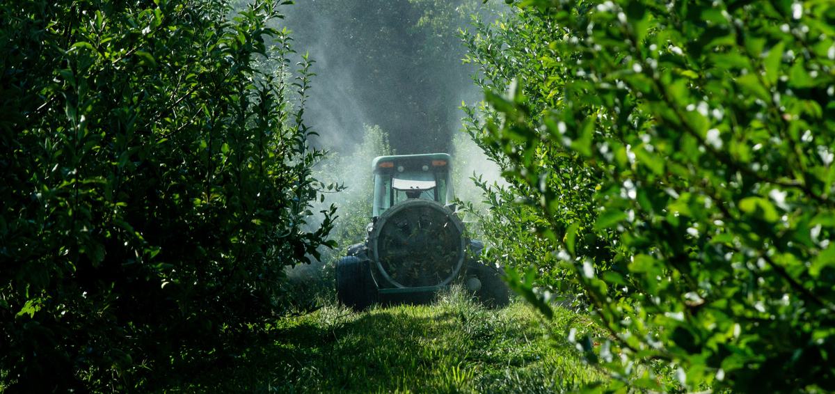 Sprayer spraying apple trees