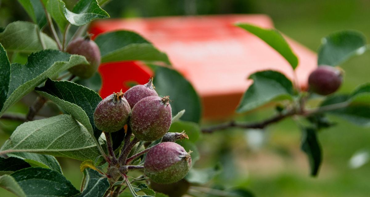 Small apples on tree with orange plastic insect trap in background, in orchard